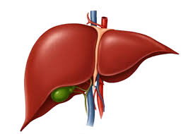 Hepatology