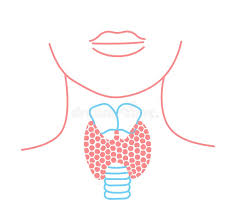  Thyroid